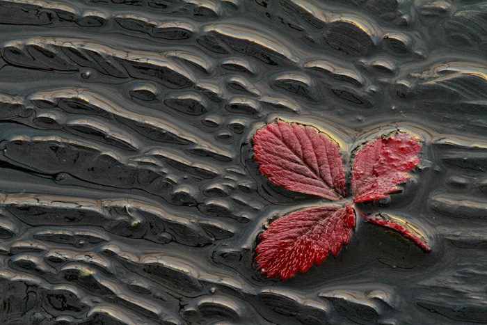 Strawberry on Ice