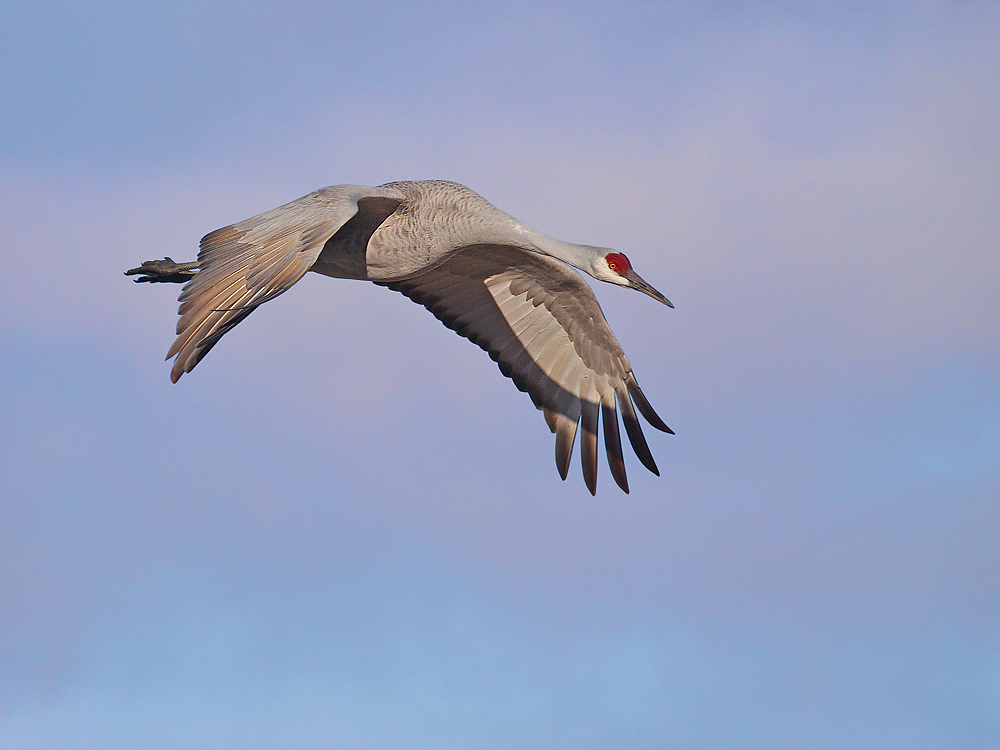 Sandhill Descending