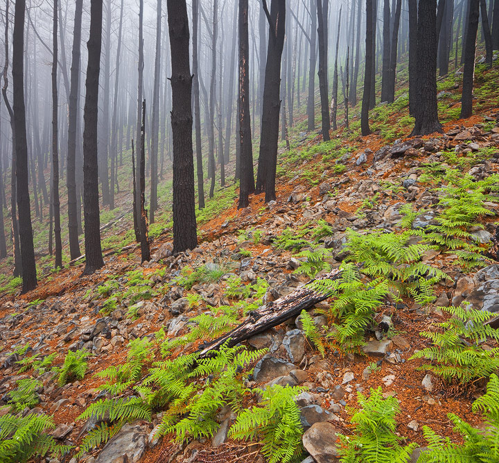 NPWC#514-Fern Succession