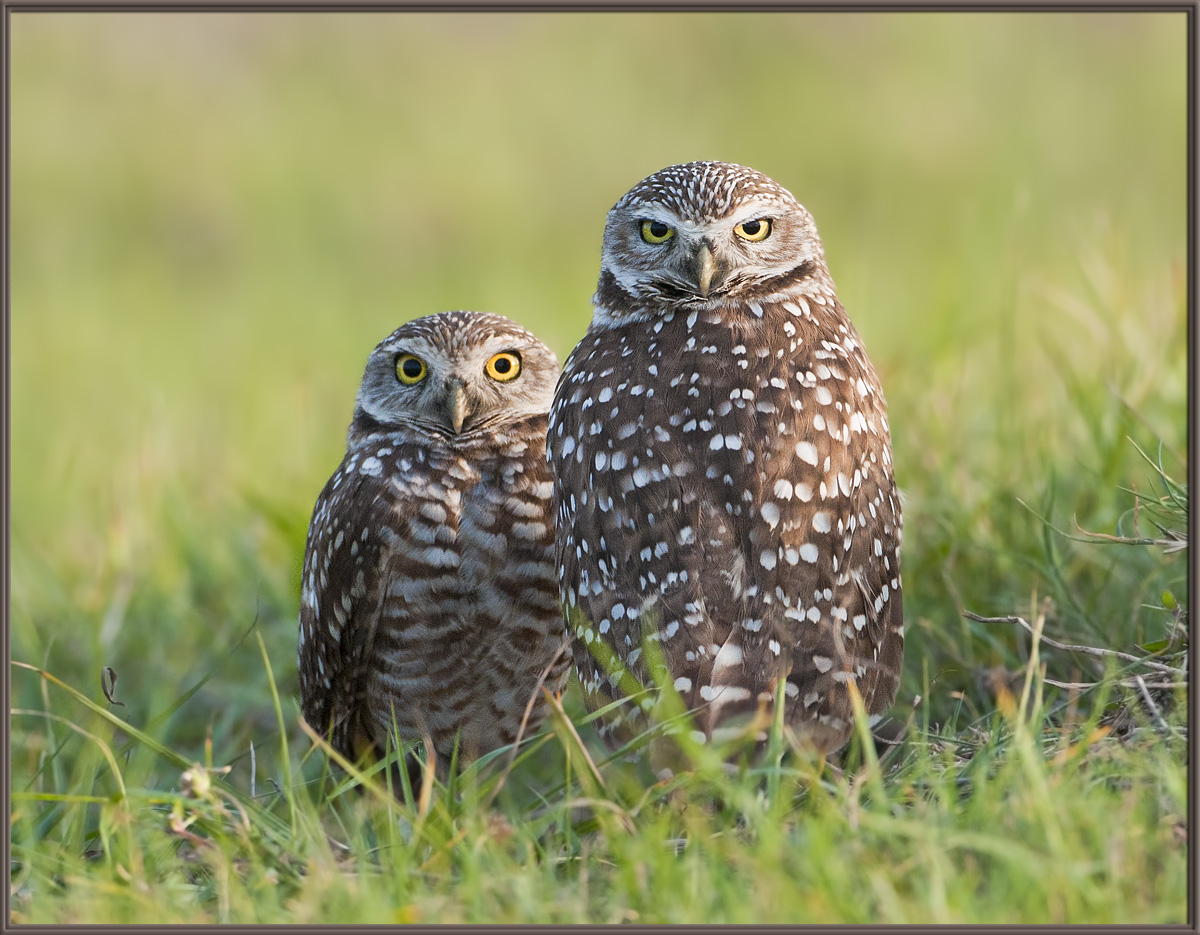 Fore and Aft