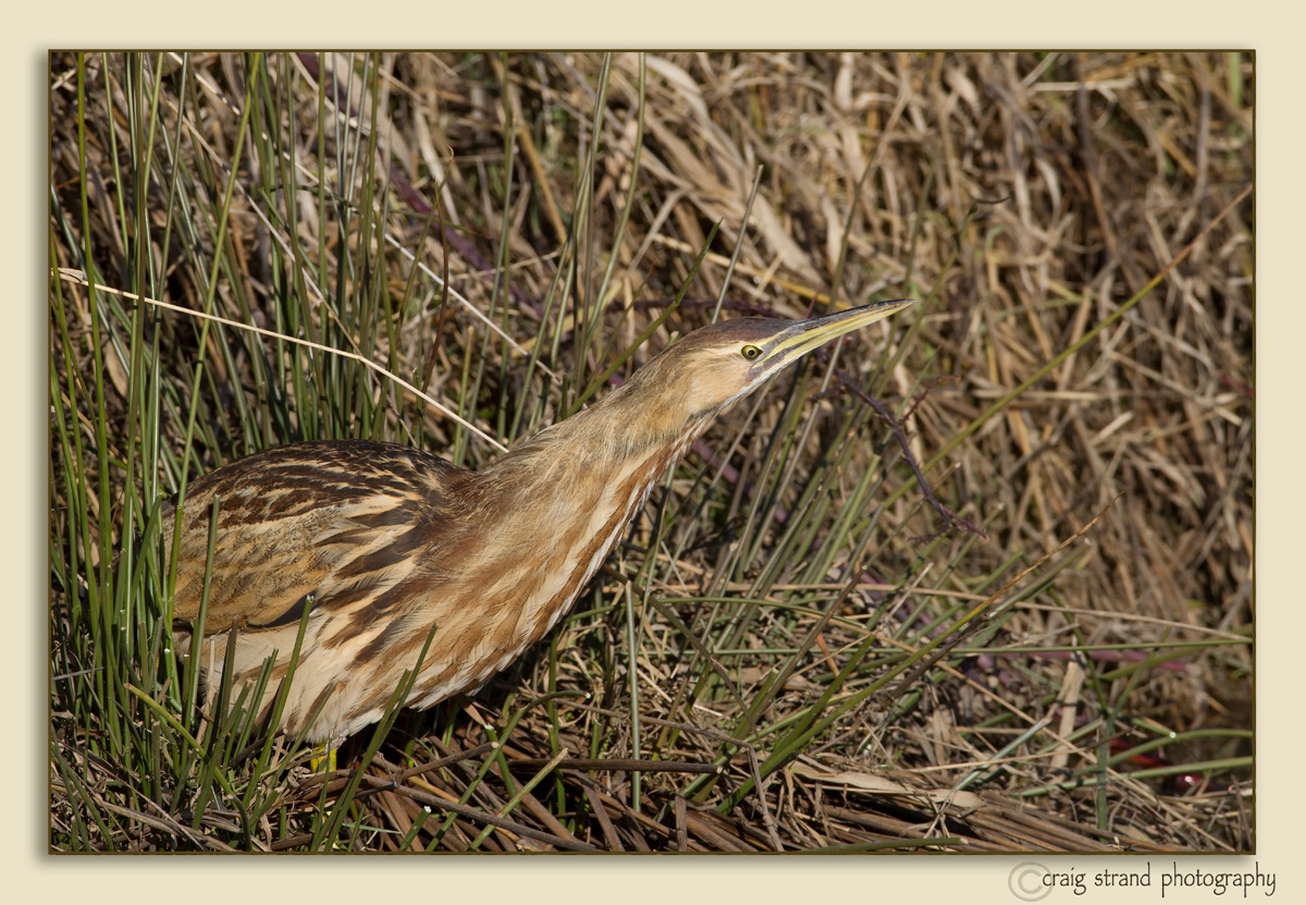 American Bittern