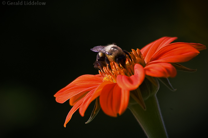 bee on  flower