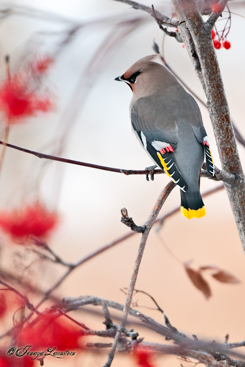 Winter Waxwing
