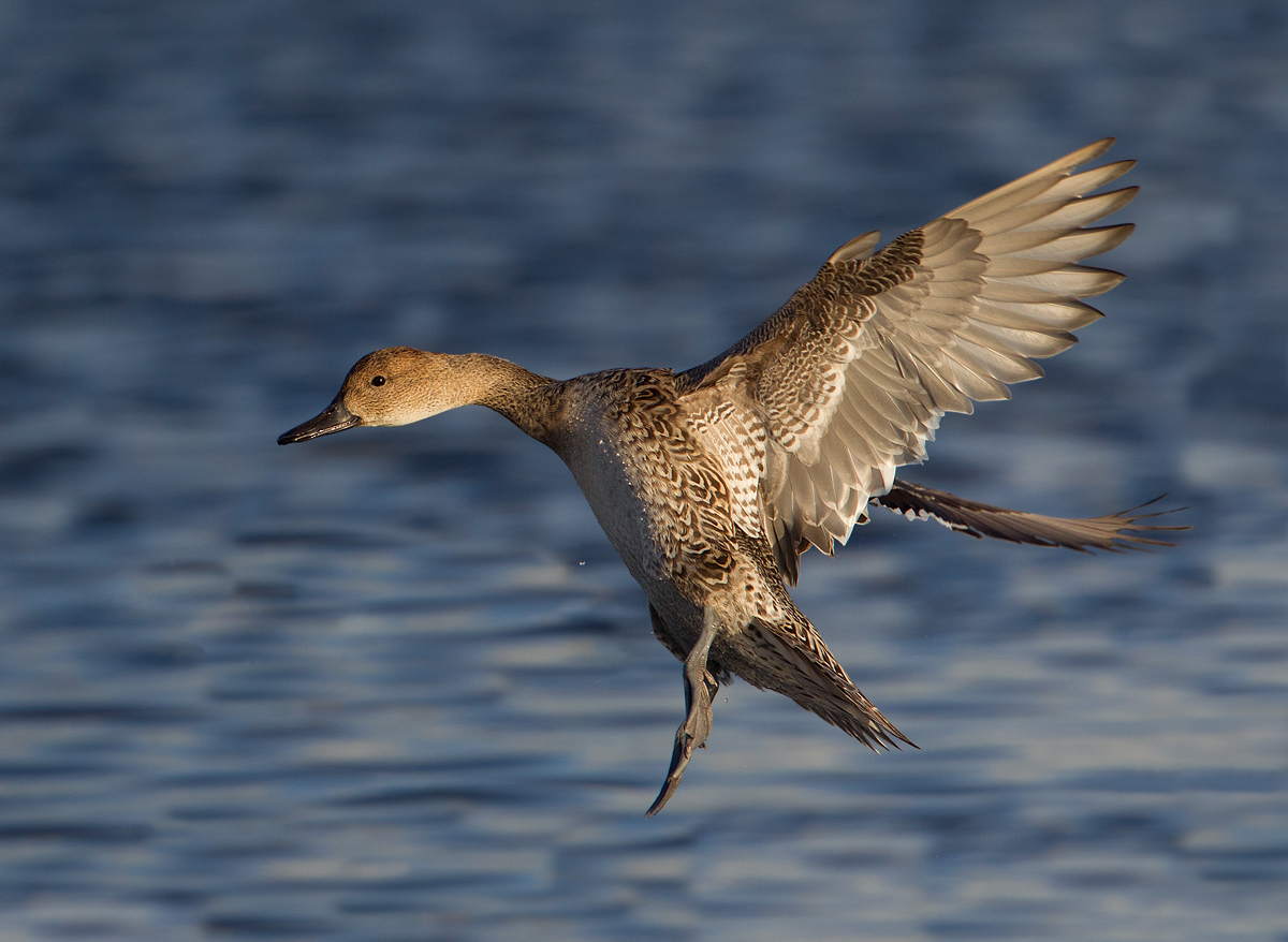 Northern Pintail 