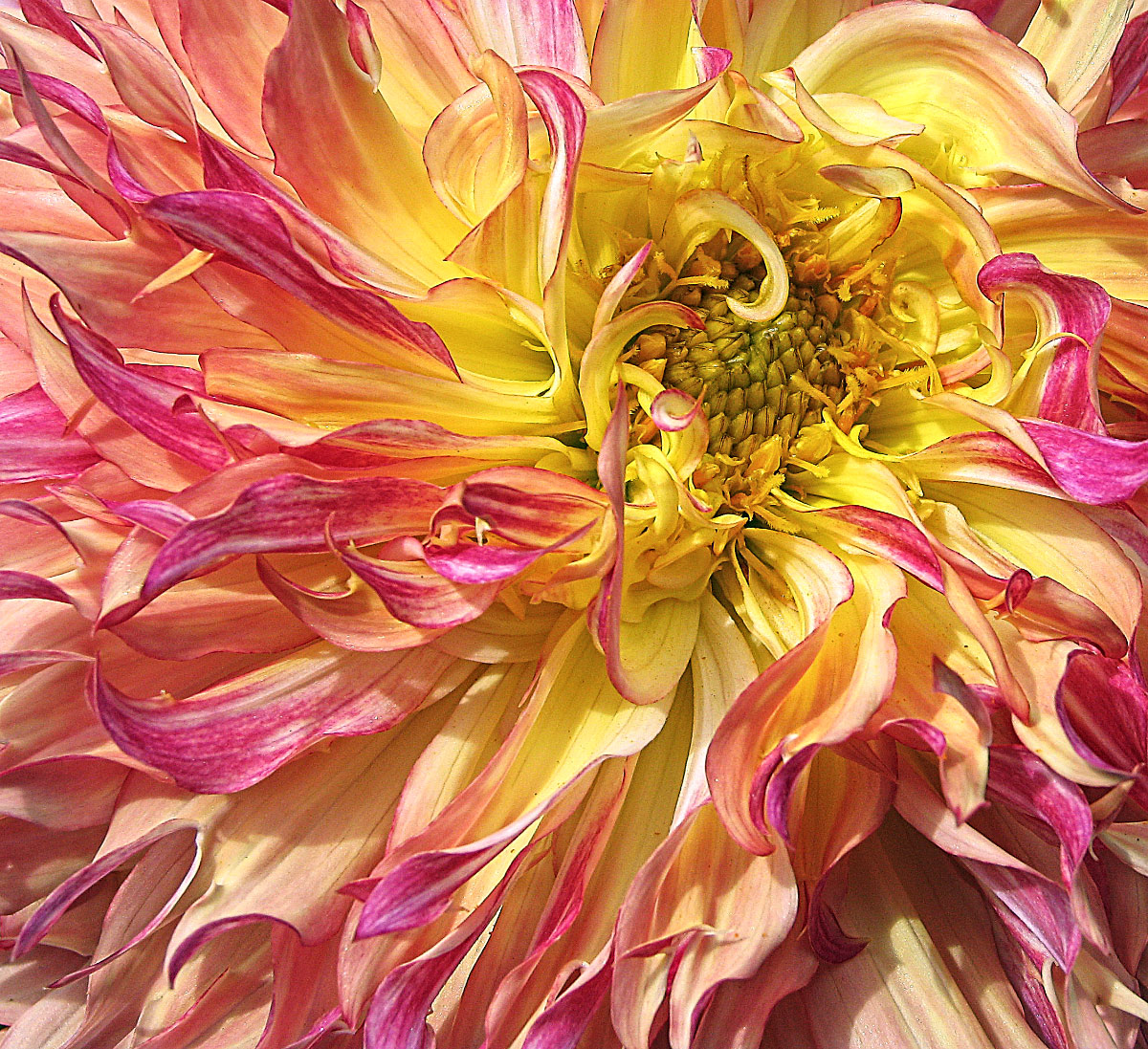 Giant Dahlia