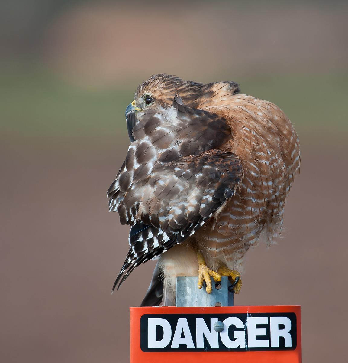 Preening Red-shouldered