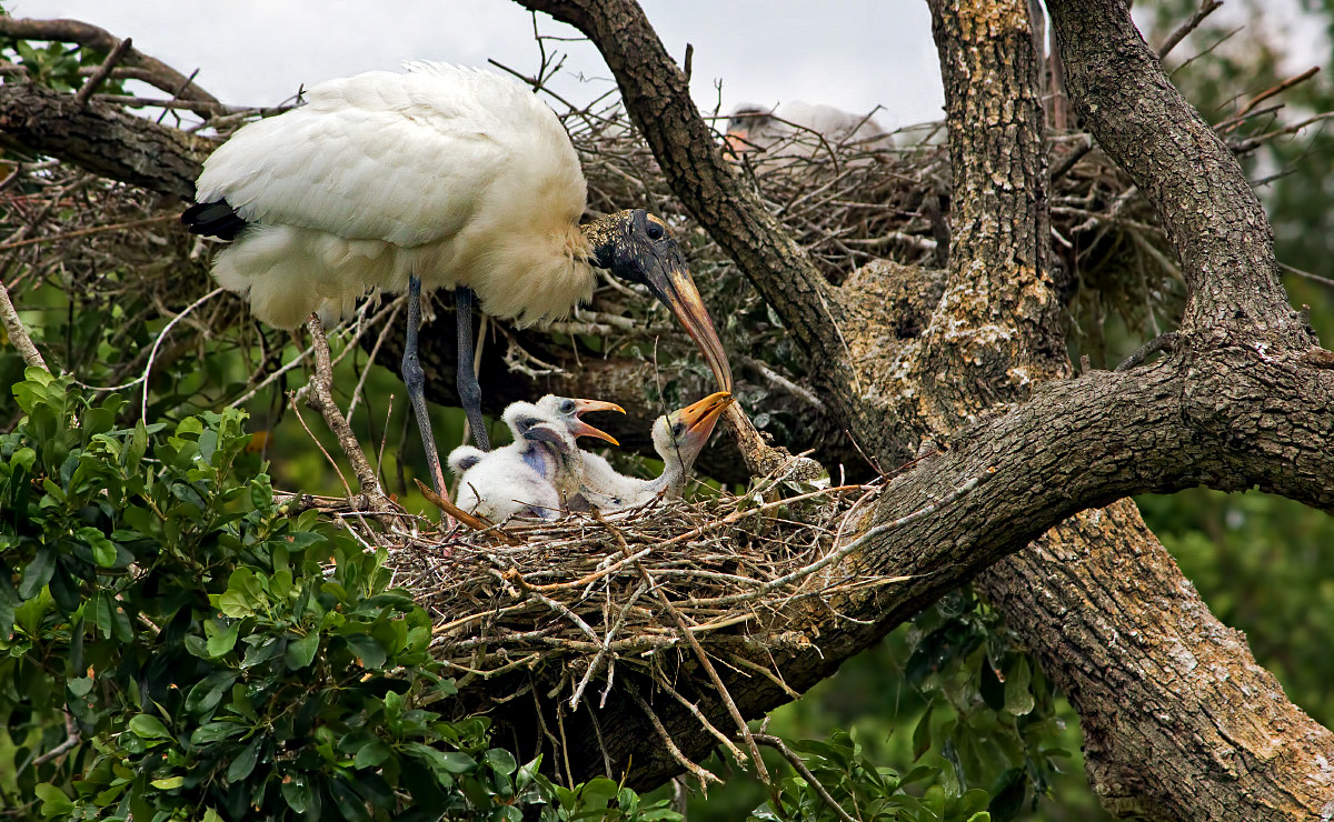 WC514-Wood Stork Babies