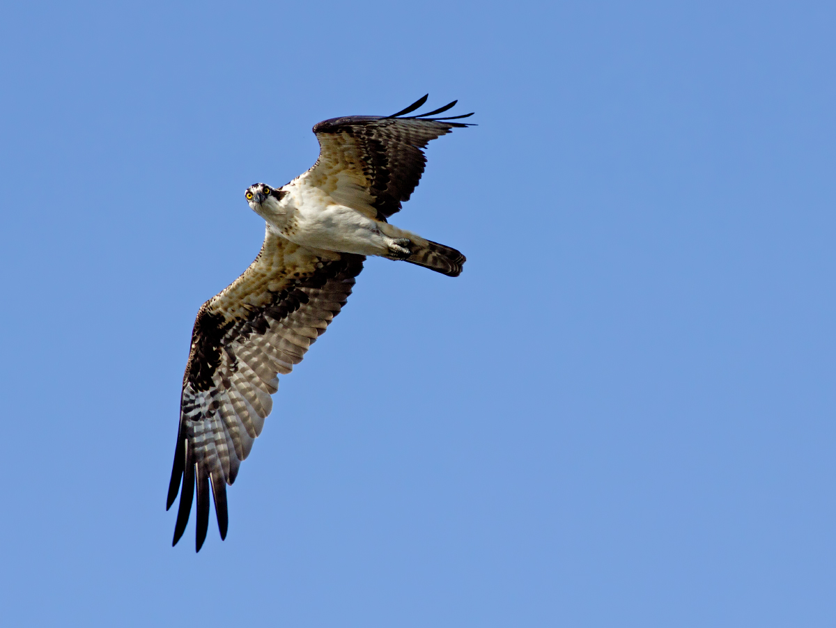 Osprey + repost