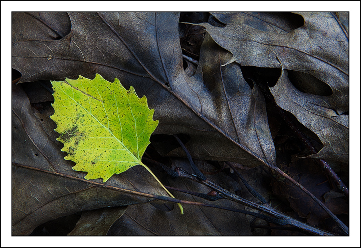 Destiny of Decay