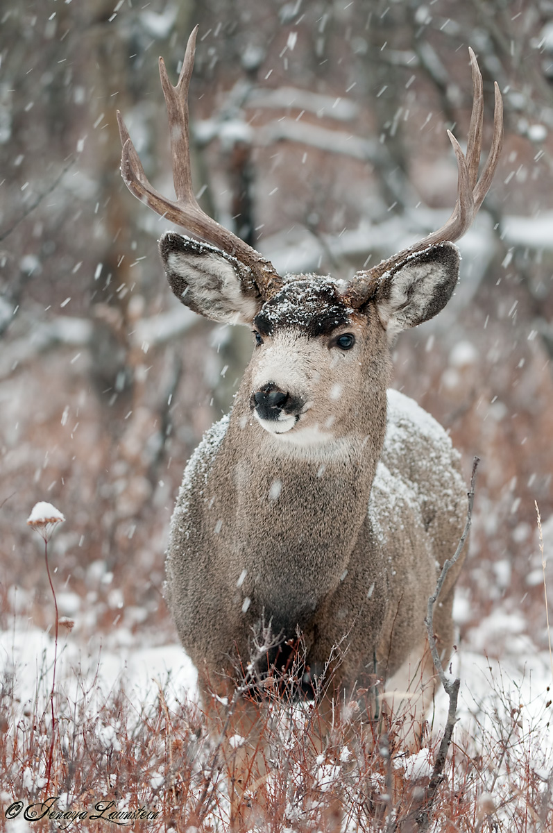 Snowy Mulie