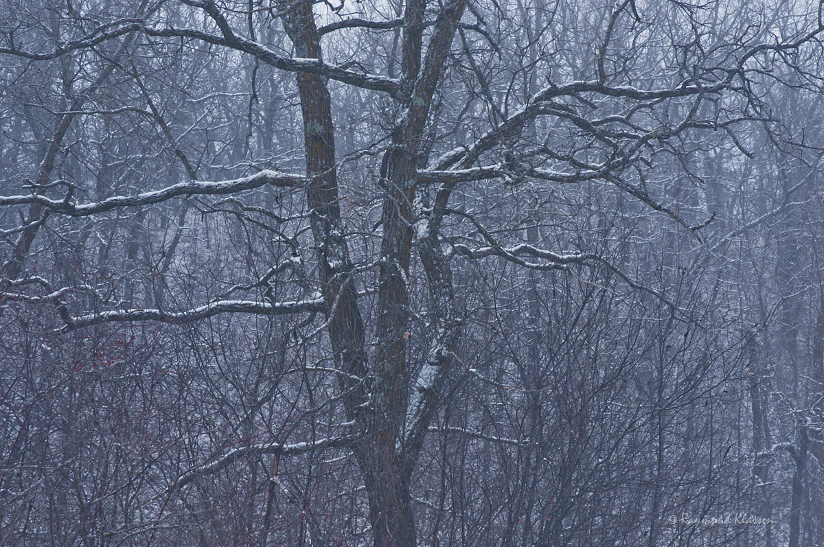 Snowfall in the Forest