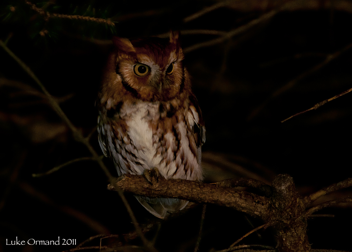 Screech Owl 2