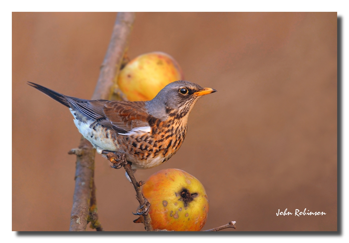 Apple eater