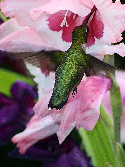 Pink Hummer