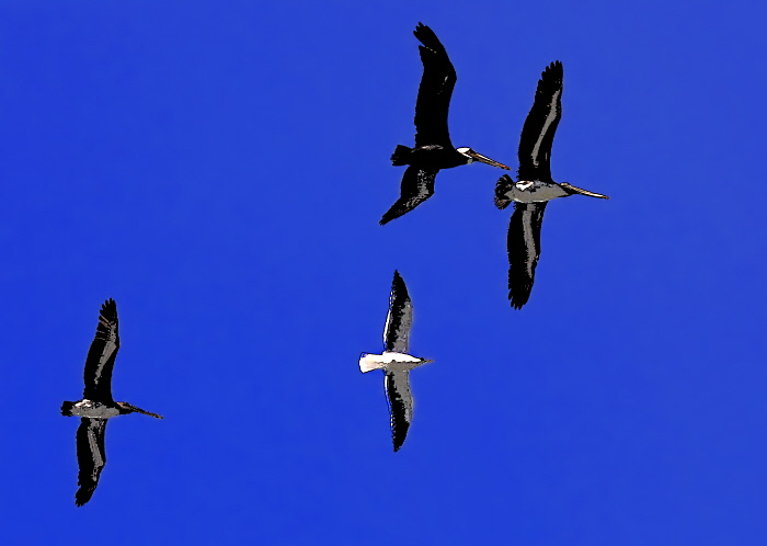 Posterized Pelicans