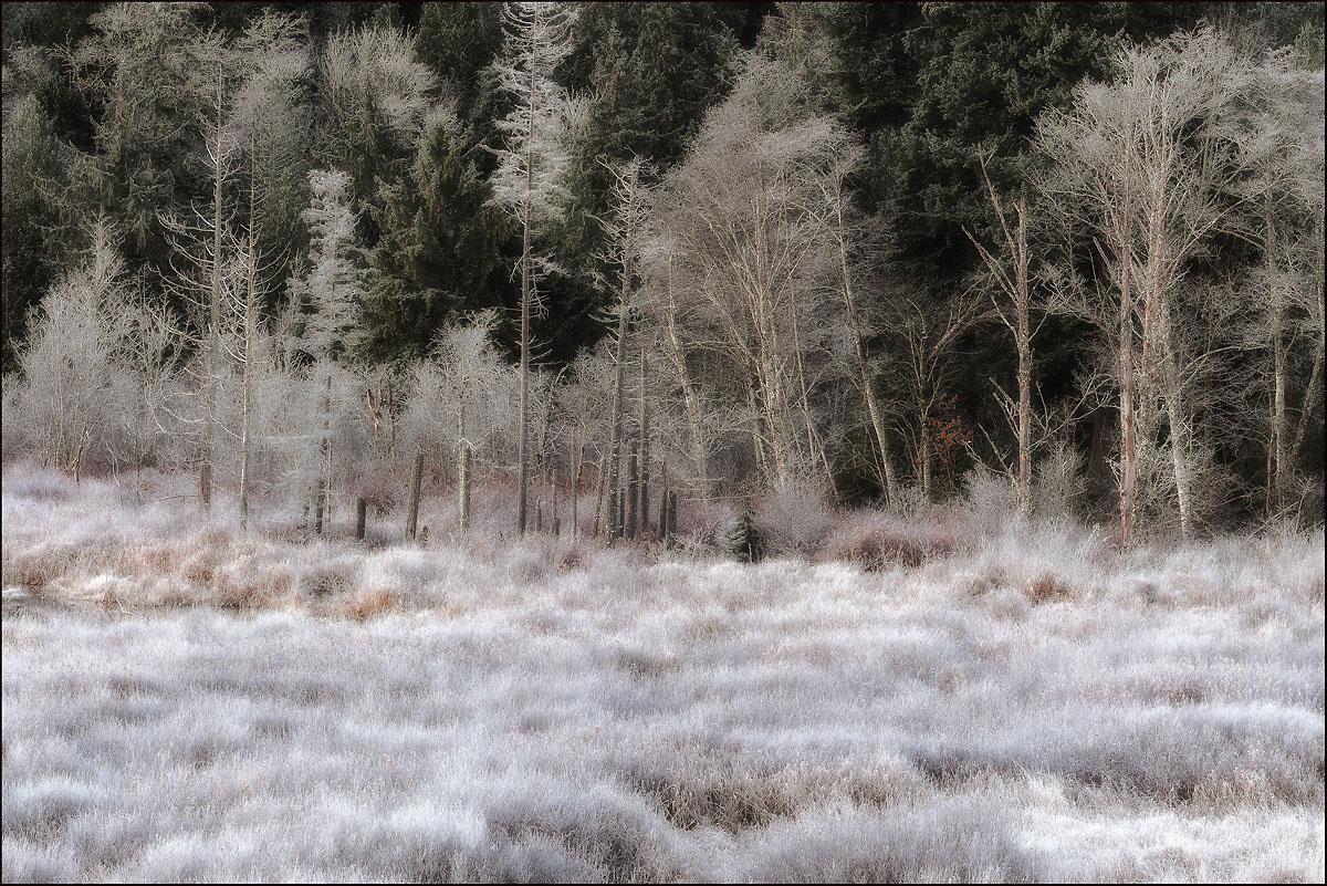 Winter's Dream