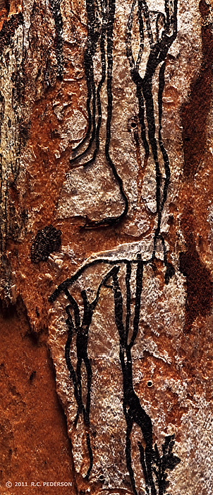Bark Abstract