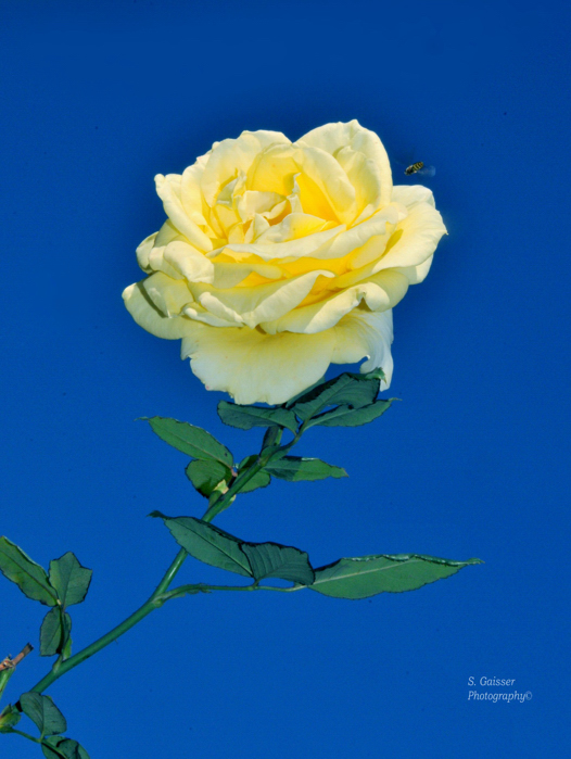 Yellow  Rose