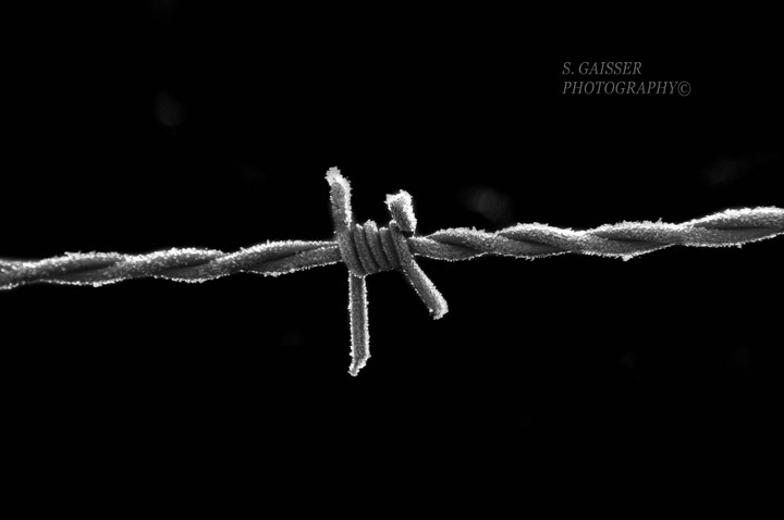 Frosty Fence