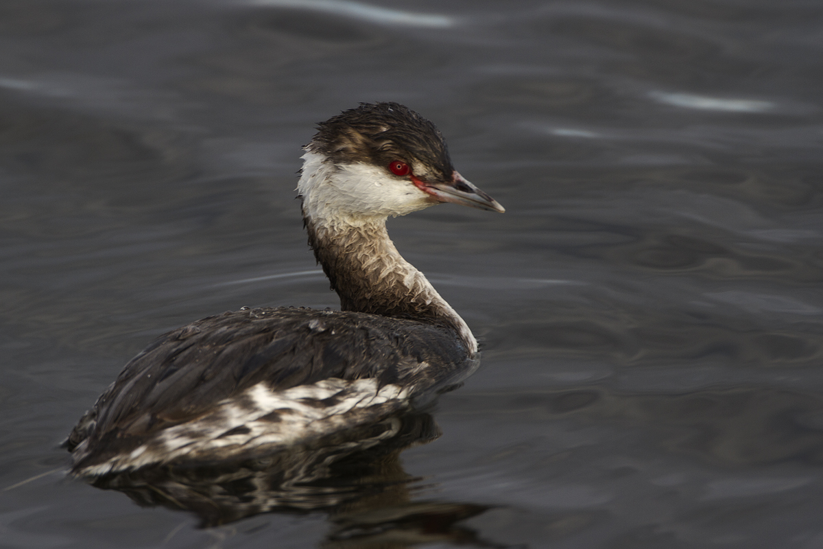 Gloomy Grebe