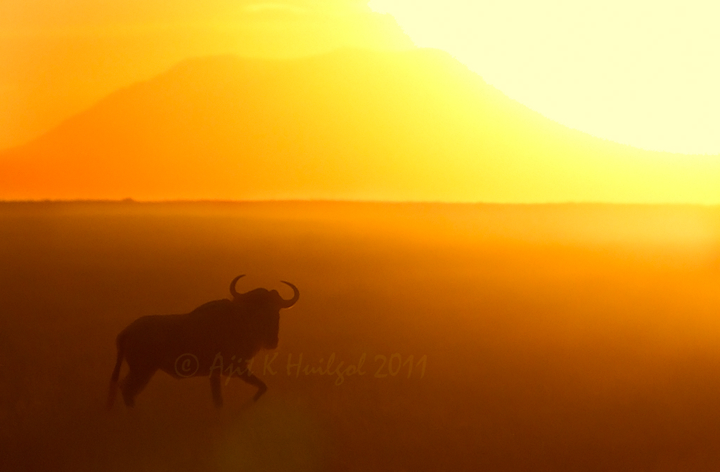 Wildebeest at dusk