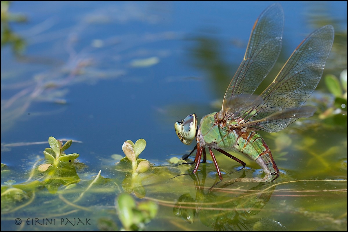Dragonfly Laying Eggs