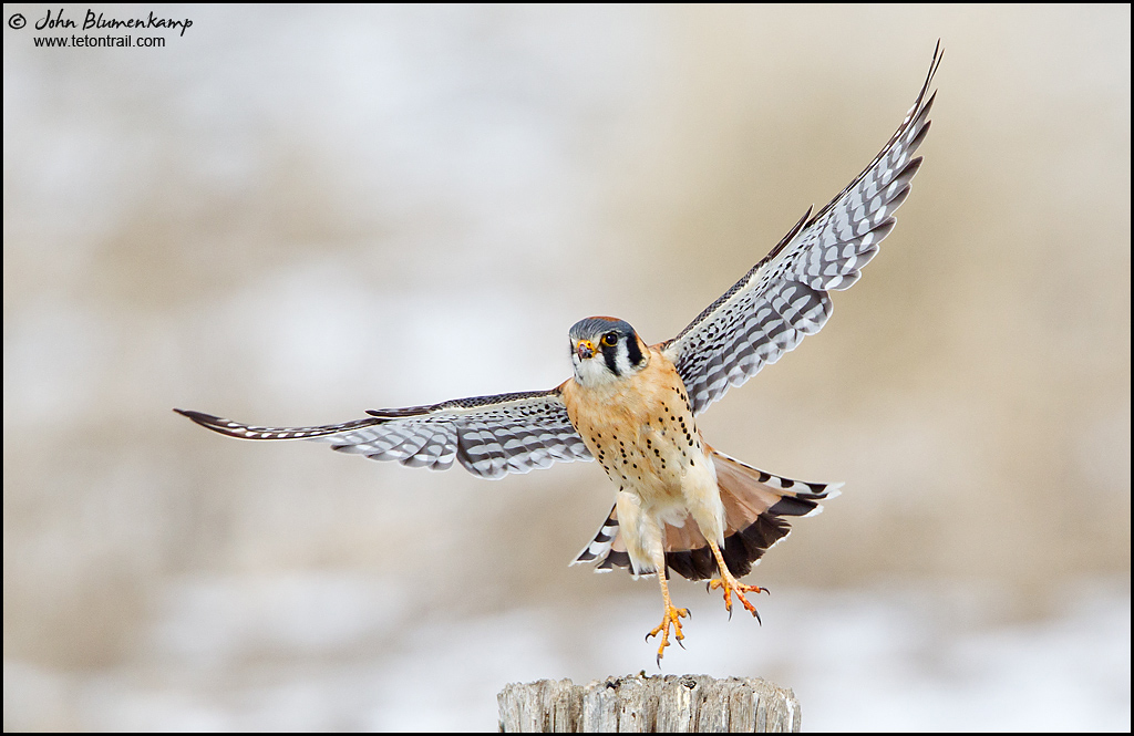Kestrel Departure