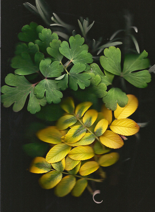 Winter Leaves-Repost