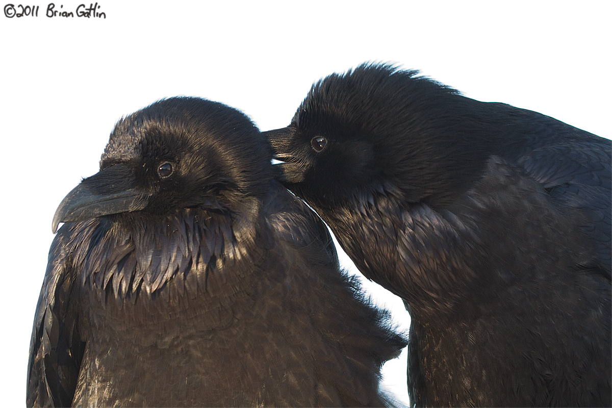 Whisper in My Ear