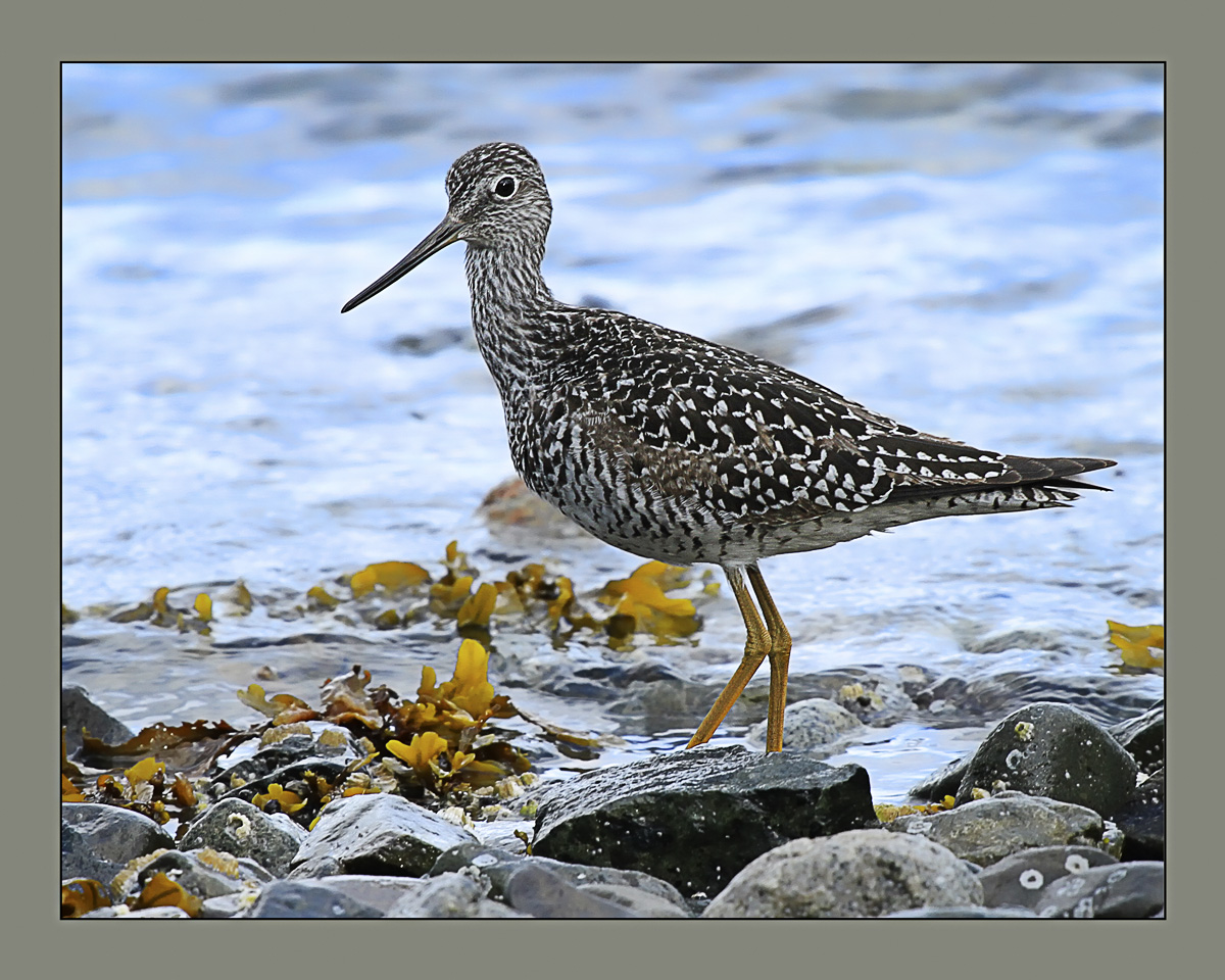 Greater Yellowlegs