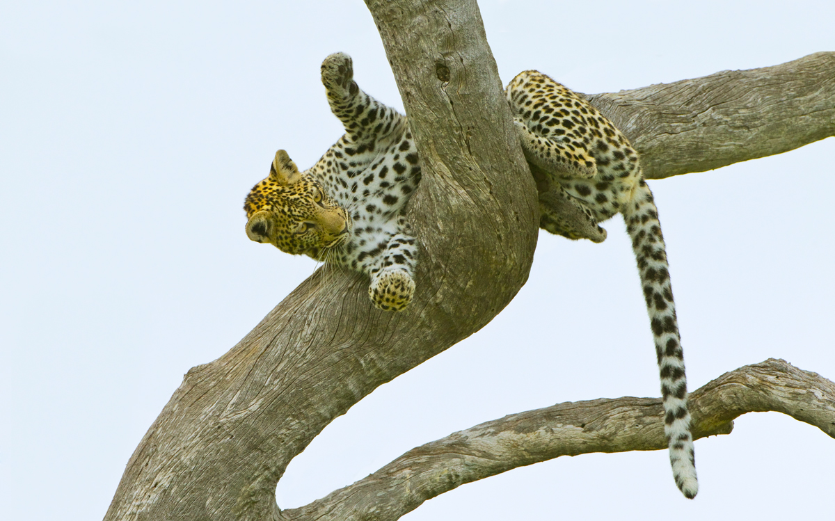 Leopard Play