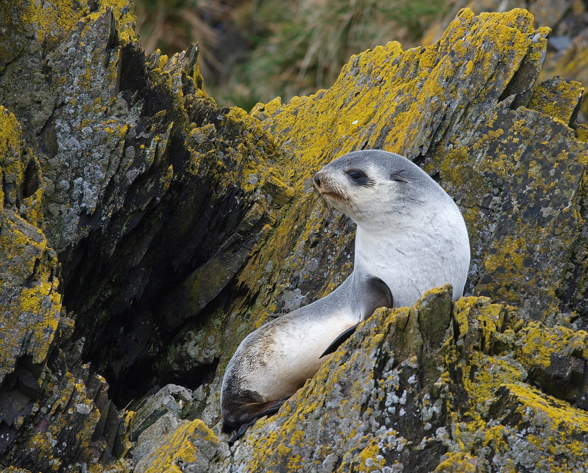 #514-Southern Fur Seal Pup