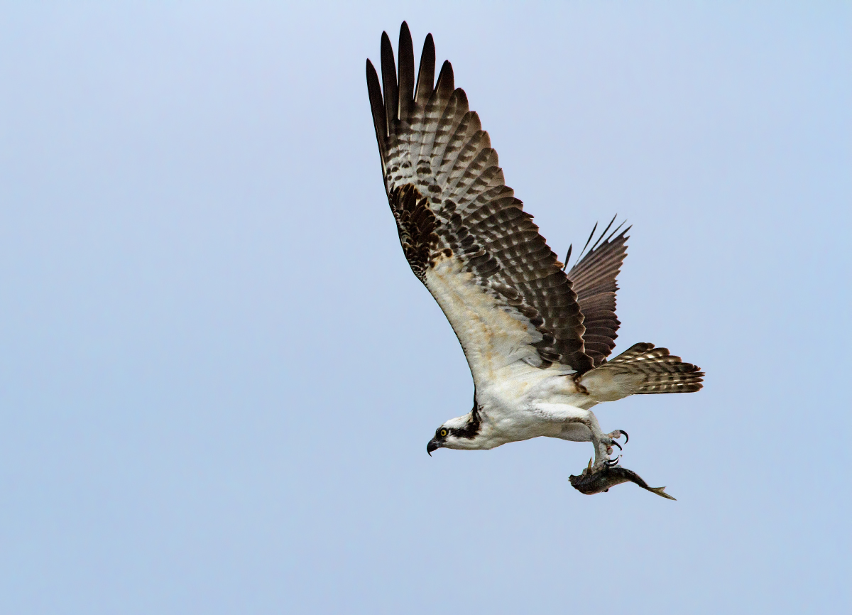 Osprey & Fish