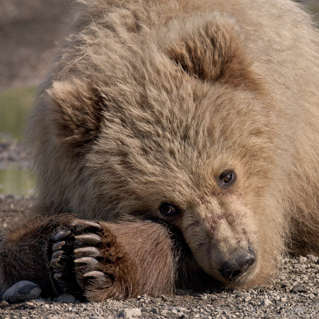 Coastal Brown Bear Cub