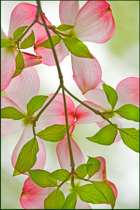 Pink Dogwood (fav)
