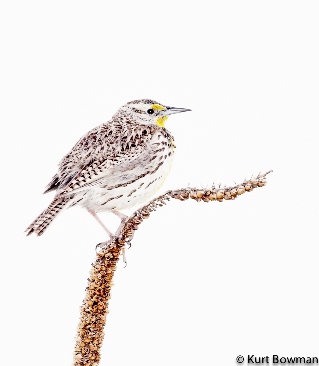 HK Western Meadowlark