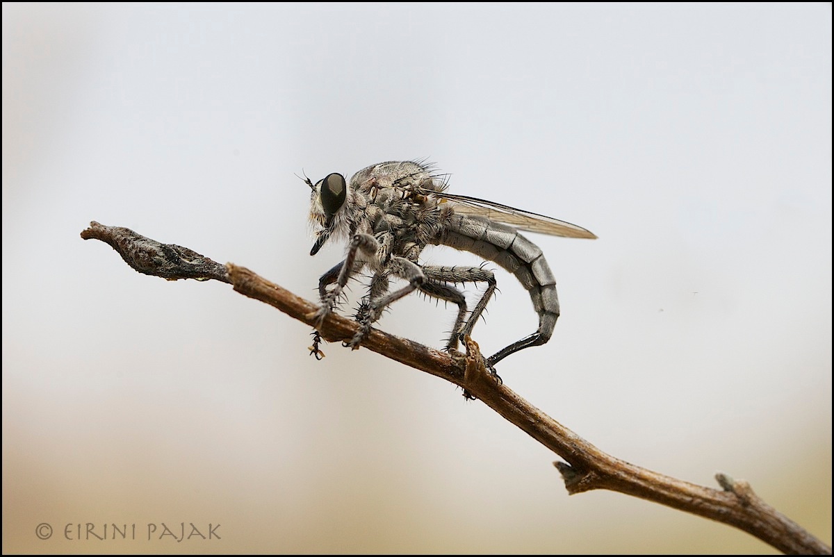 Robber Fly Ovo-positing