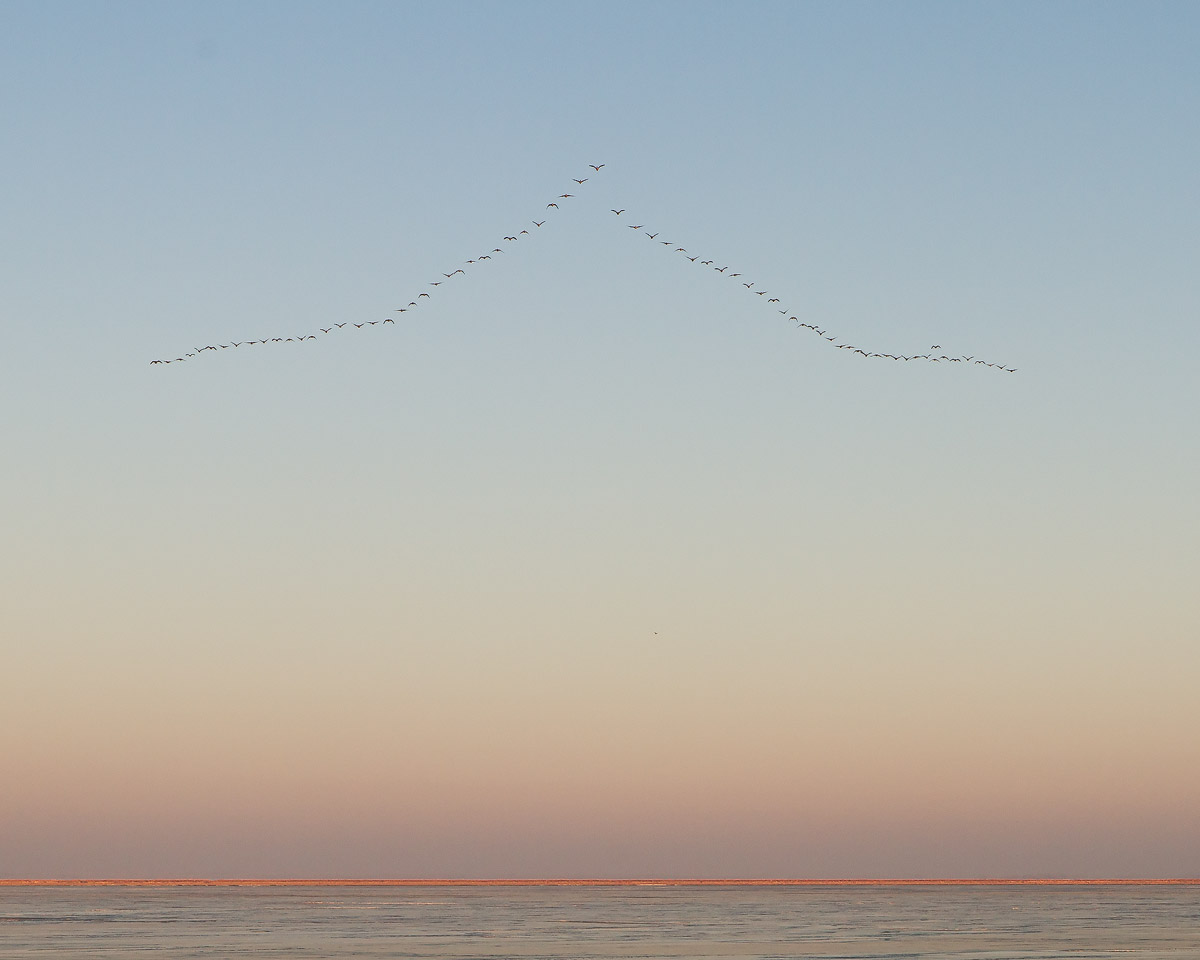 Early Geese