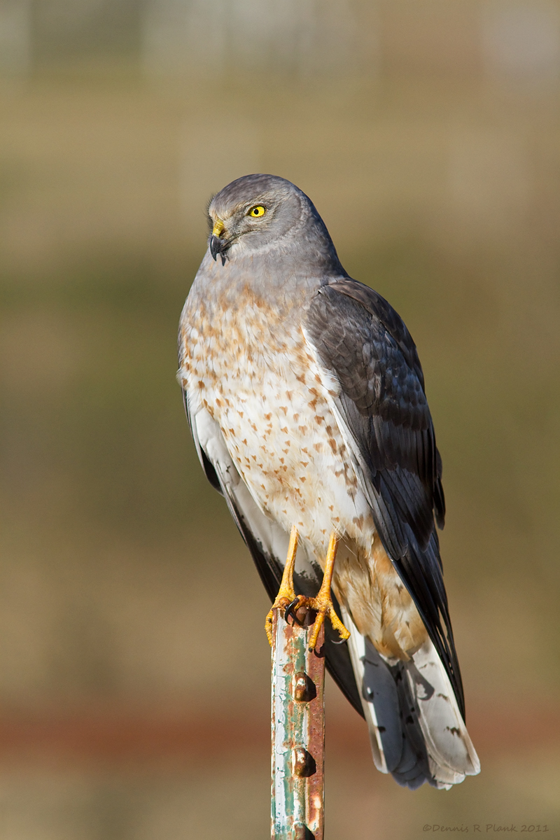 Northern Harrier & Repost