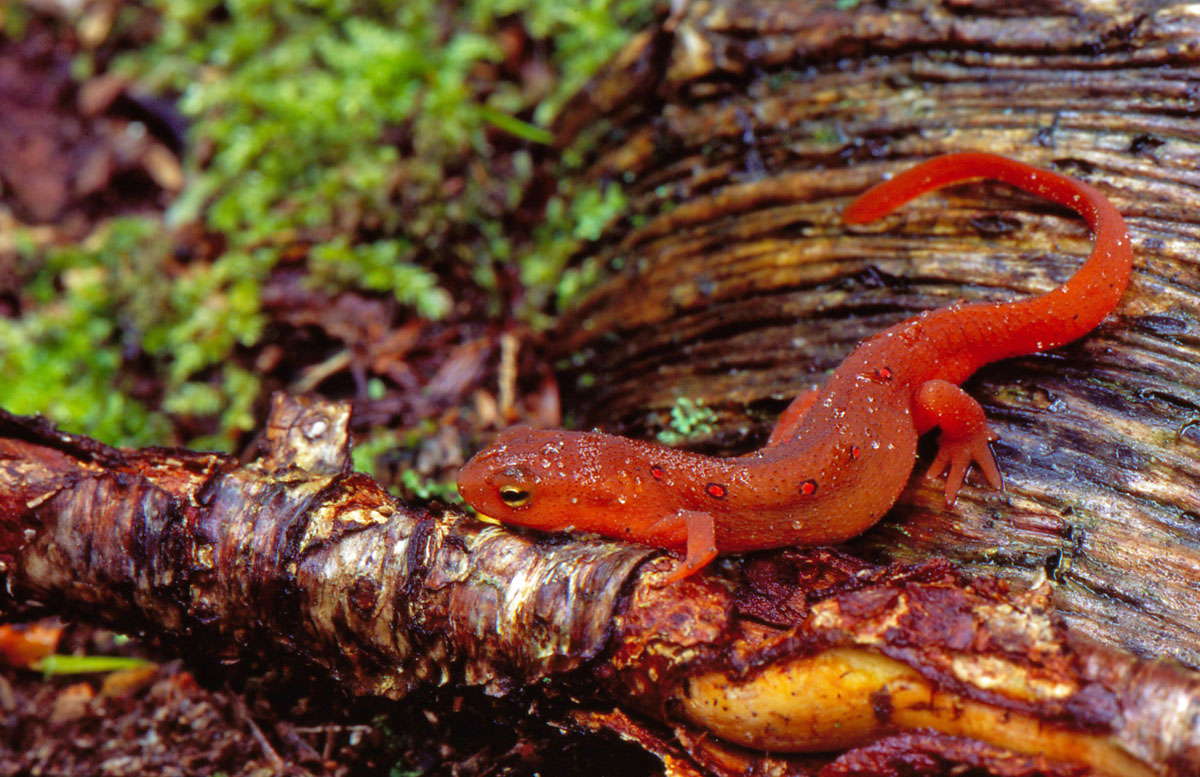 Red-spotted Newt Eft