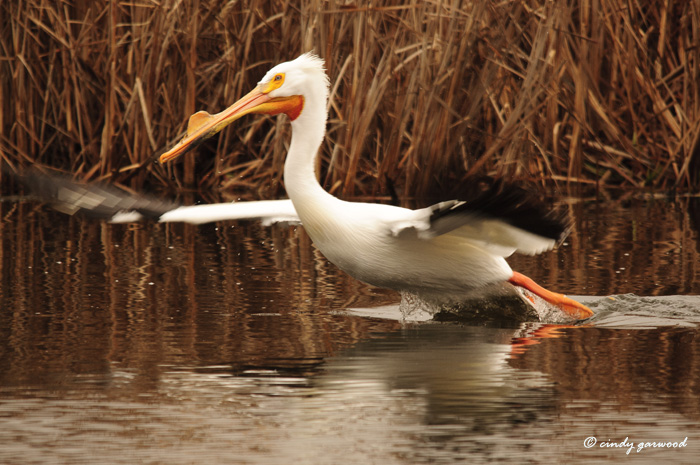White Pelicans