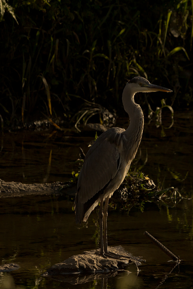 Morning Heron