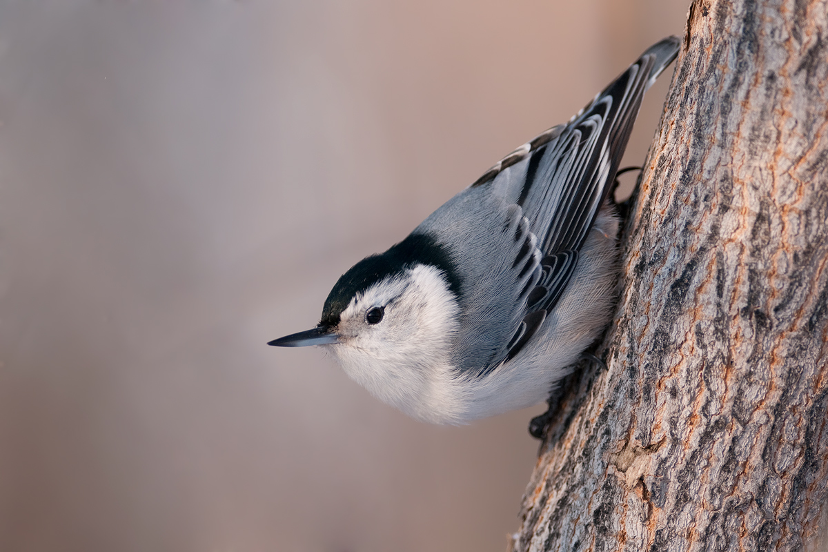 WB Nuthatch with changes