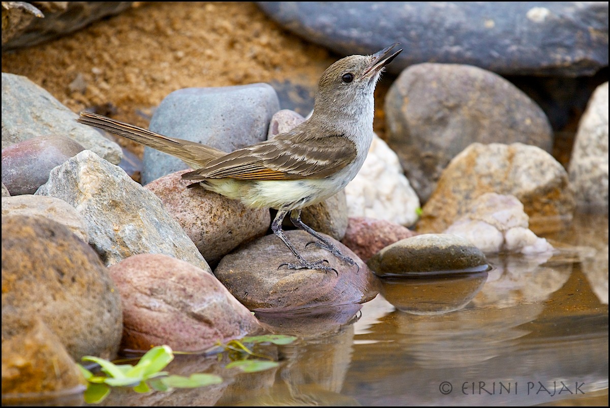 Flycatcher Drinking