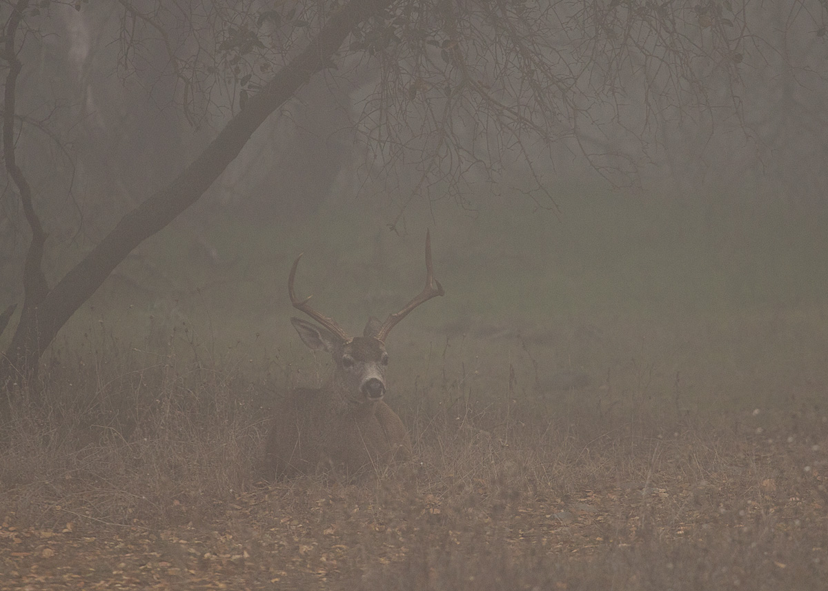 Phantom of the Oaks