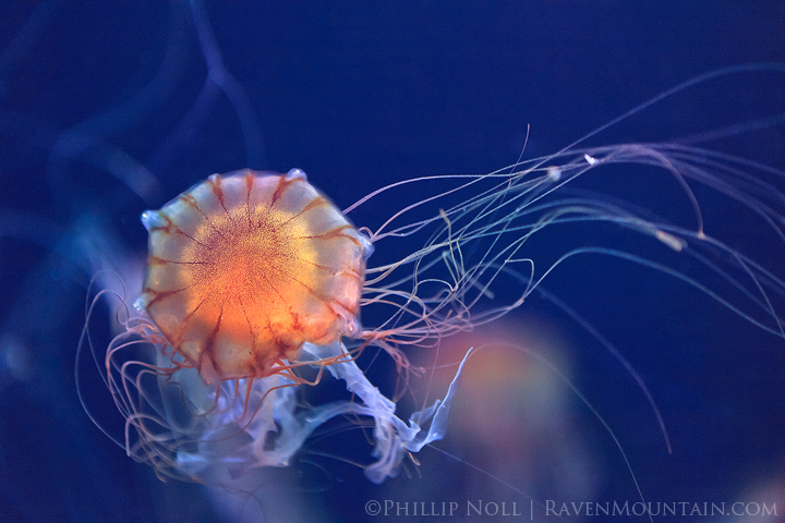 Japanese Sea Nettle 