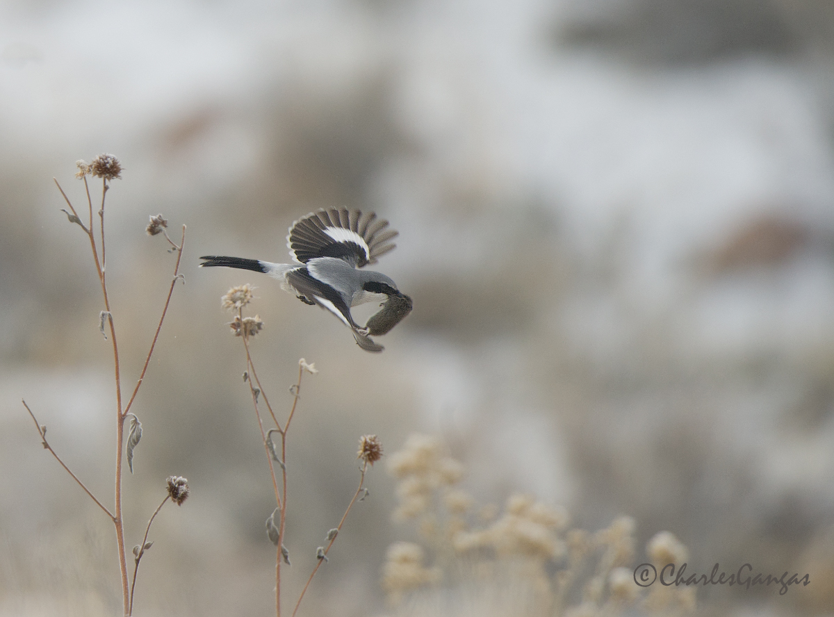 Shrike!