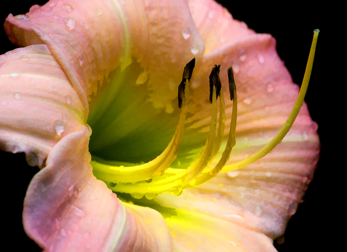 Daylily + original
