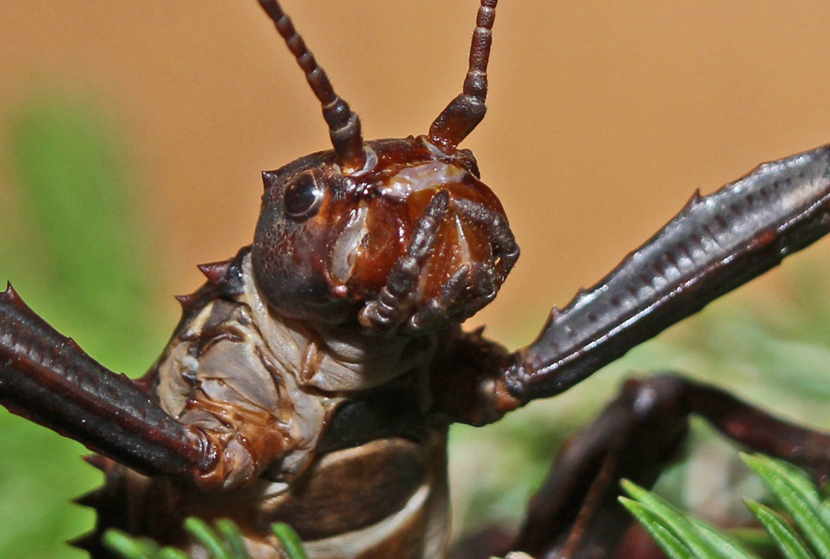 Walking Stick