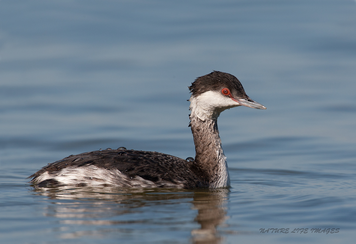 Horned Grebe
